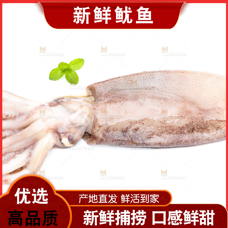 白底上放着鱿鱼
