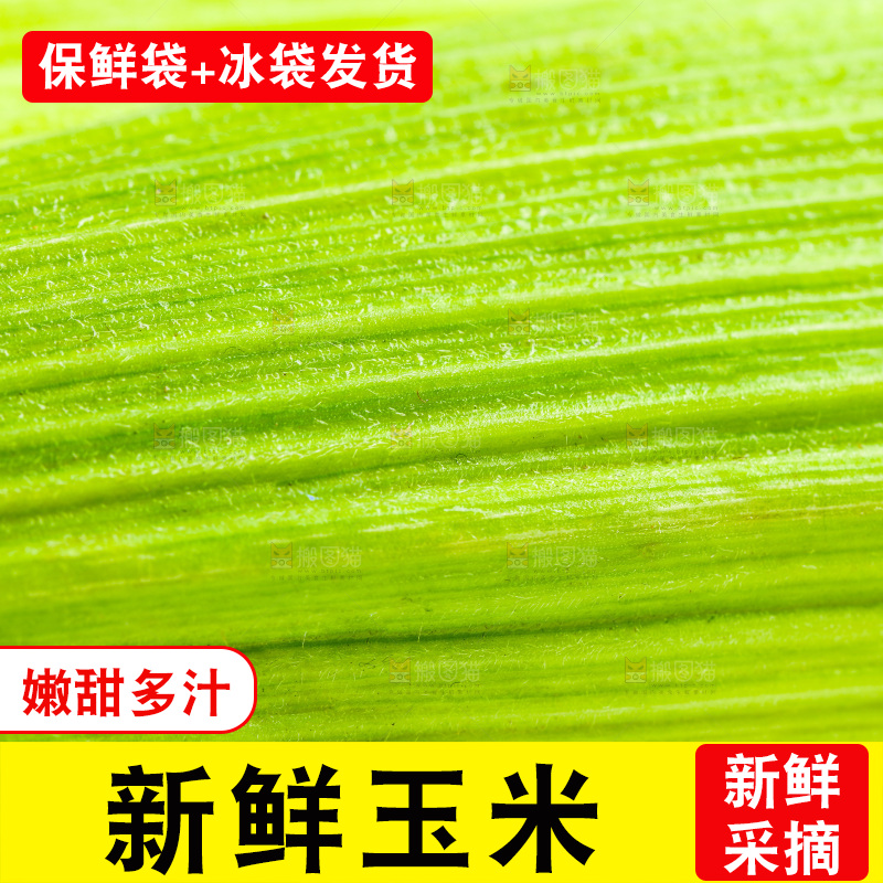 白底上放着新鲜玉米