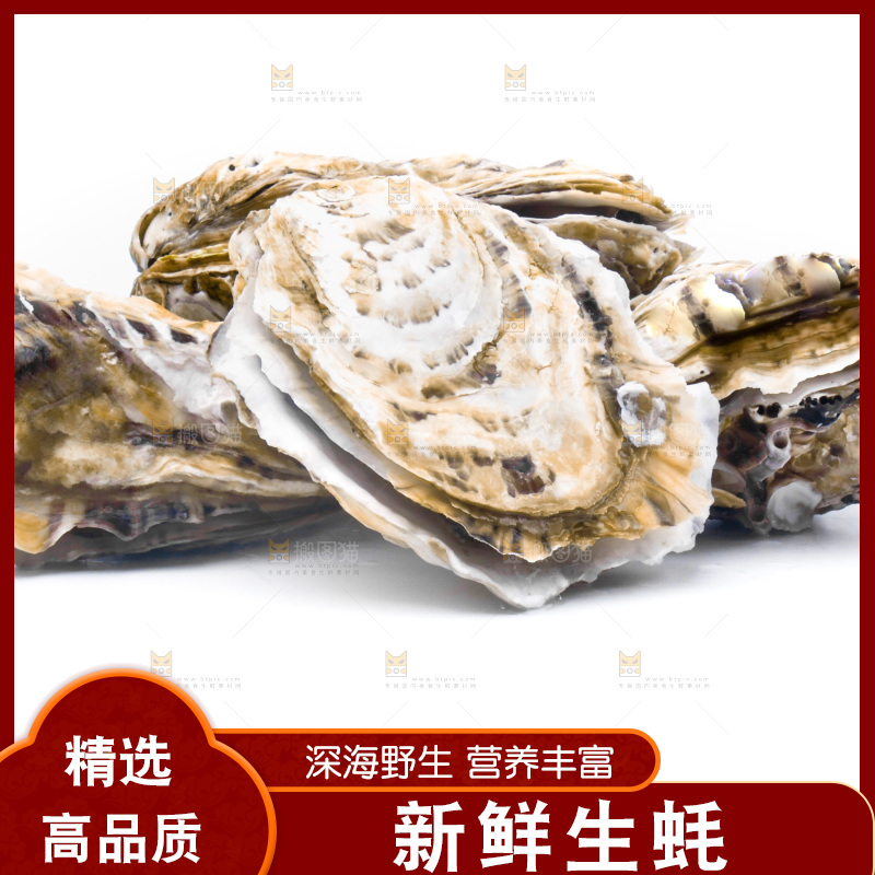 白底上放着生蚝