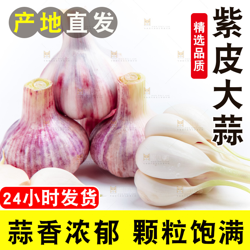 紫皮大蒜放在白底上