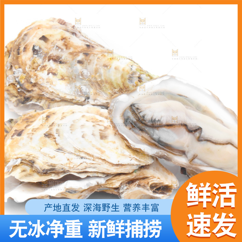 白底上放着海蛎子