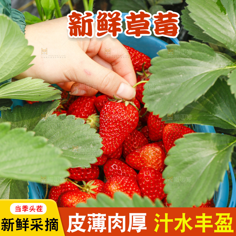 手拿新鲜草莓