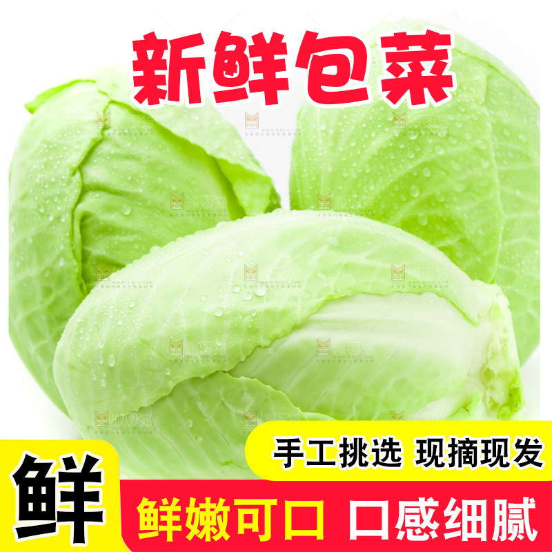 新鲜包菜放在白底上