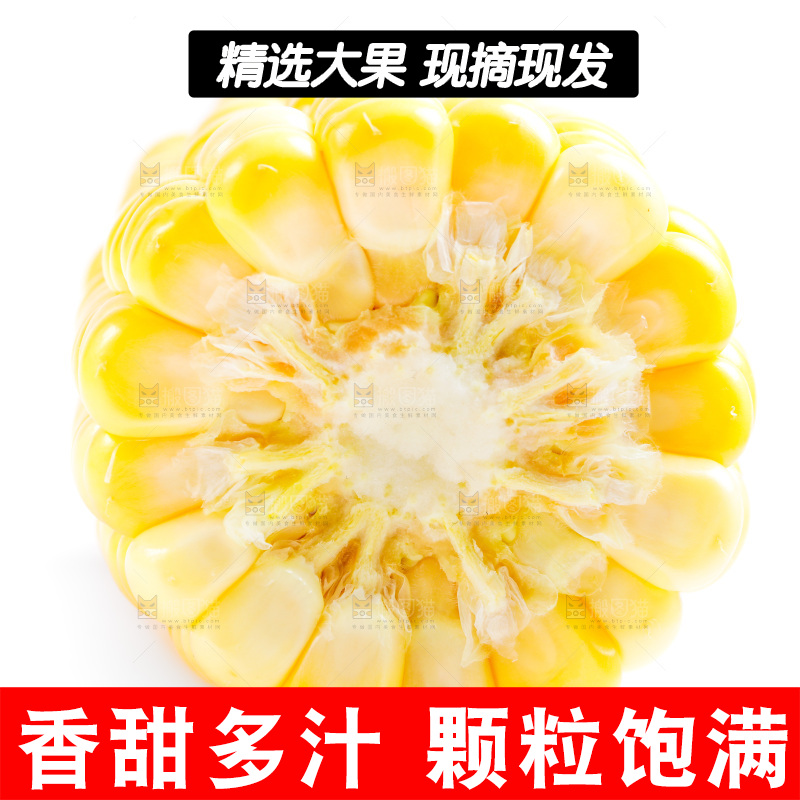 云南水果甜玉米放在白底上