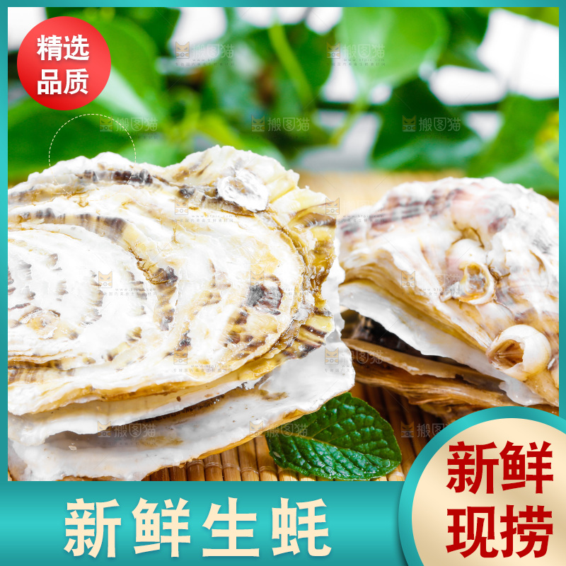 木底上放着乳山生蚝