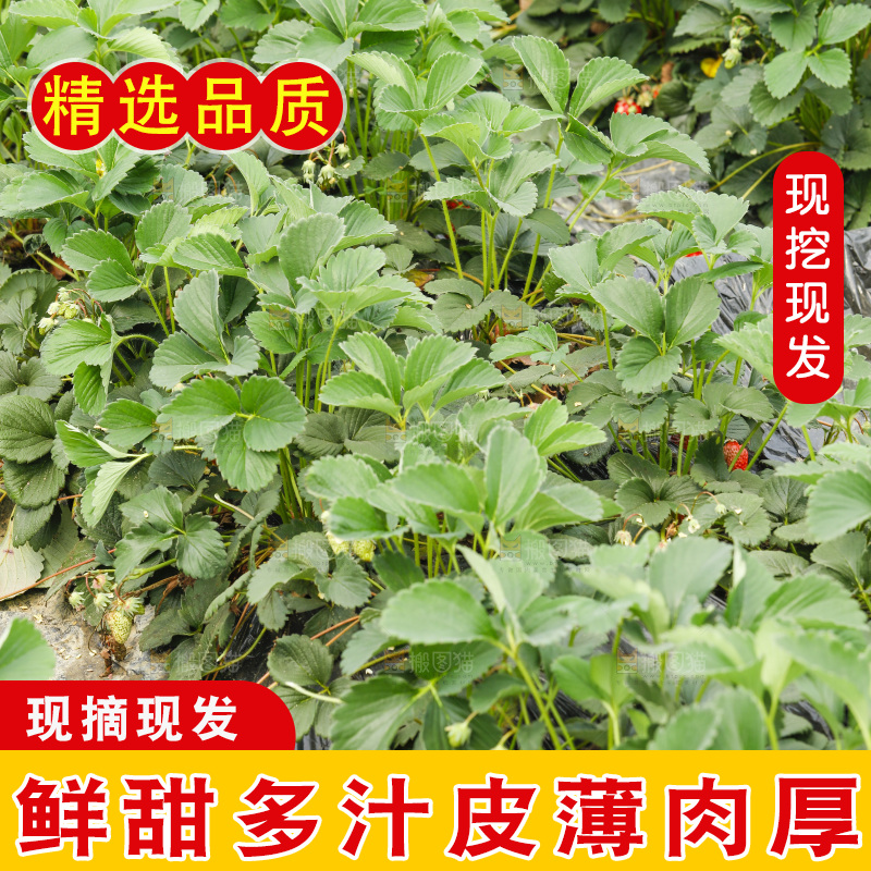 一片草莓地