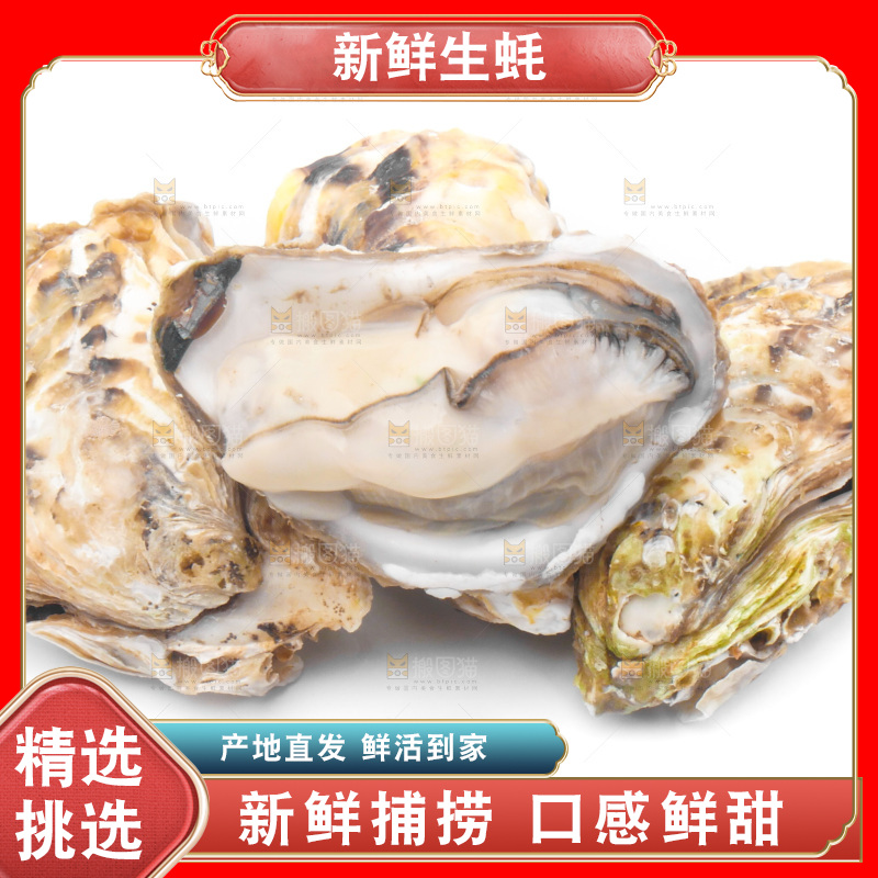 浅底上的生蚝