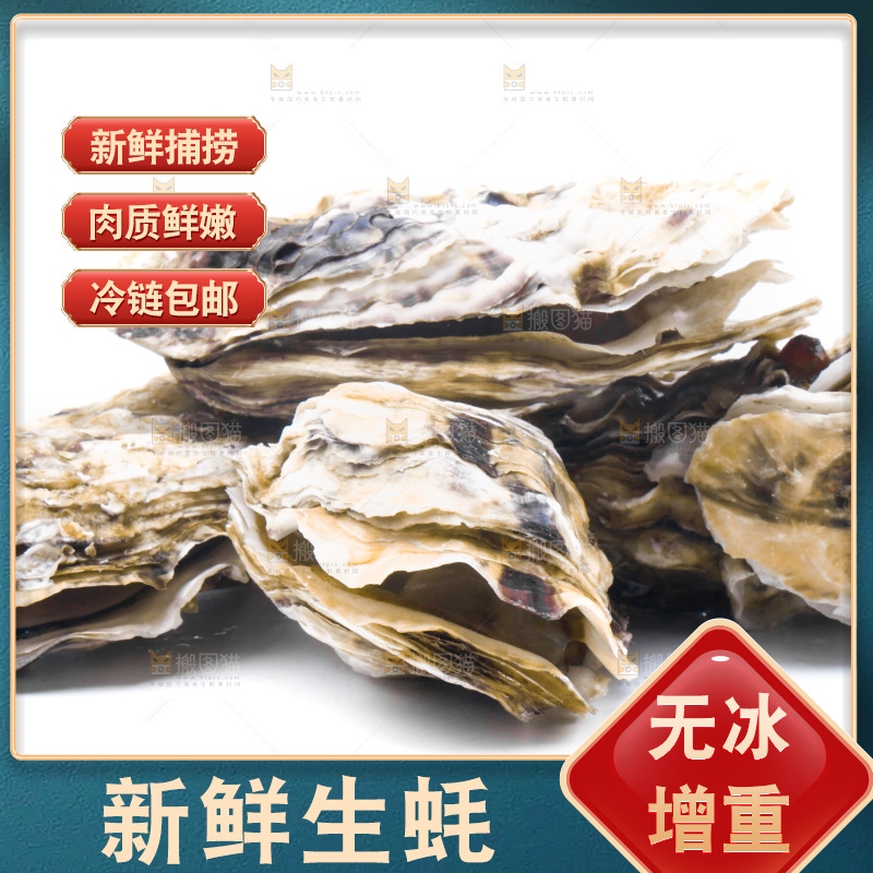 乳山生蚝放在白底上