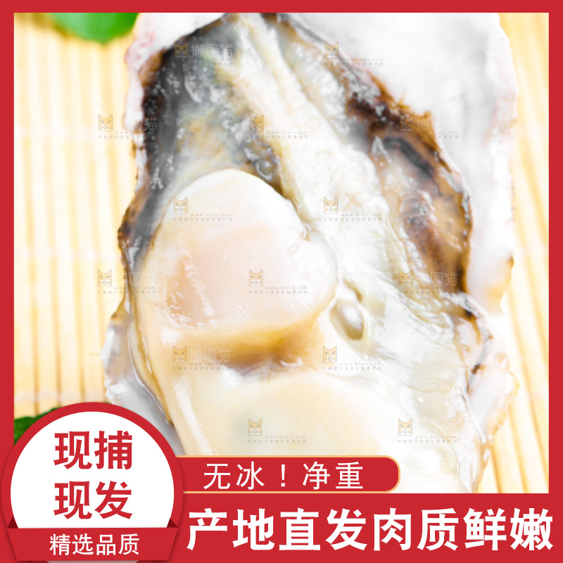 木底上放着乳山生蚝