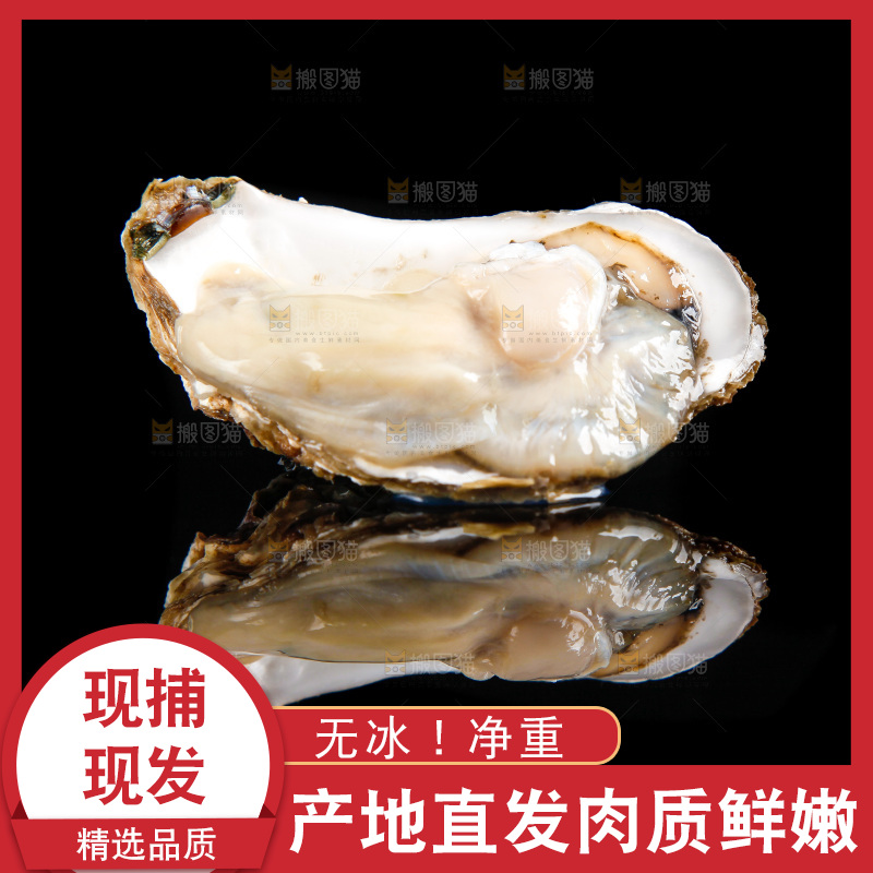 黑底上放着海蛎子