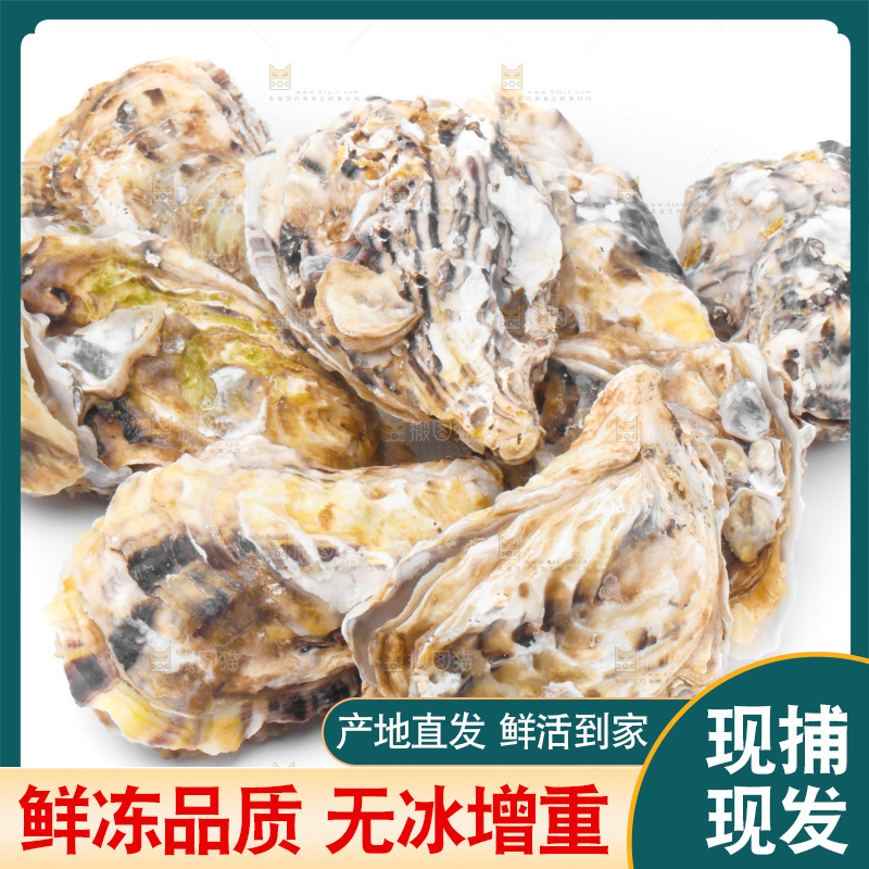 白底上放着海蛎子