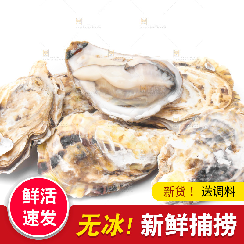 白底上放着海蛎子