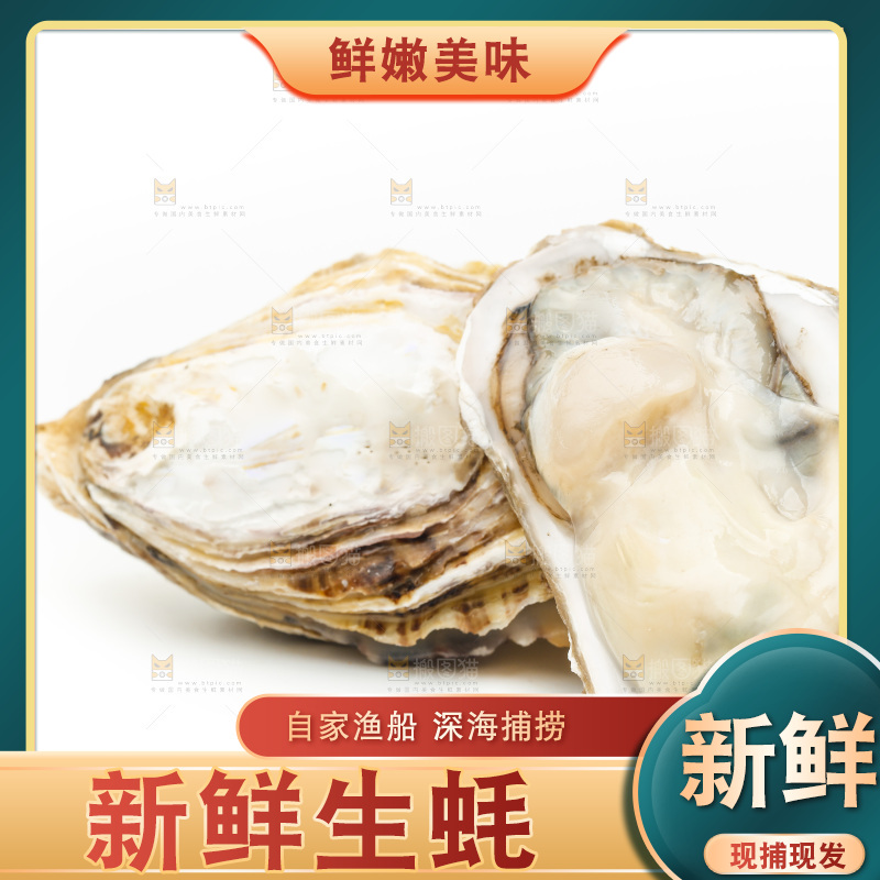 白底上的生蚝