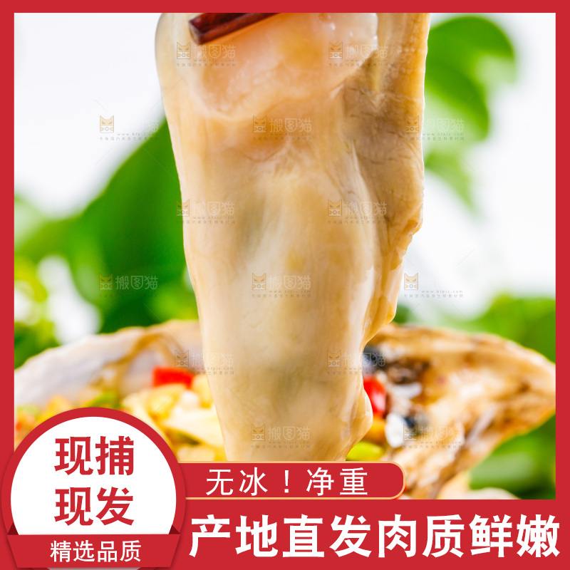 筷子夹着乳山生蚝