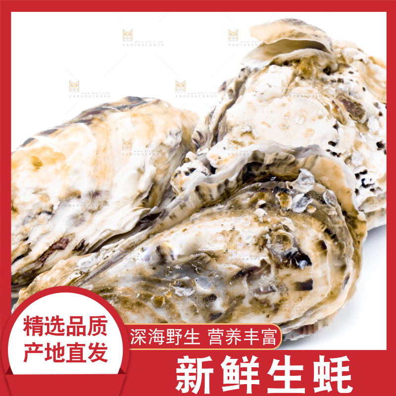 乳山生蚝放在白底上