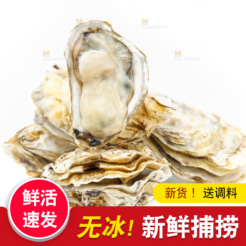 白底上的生蚝