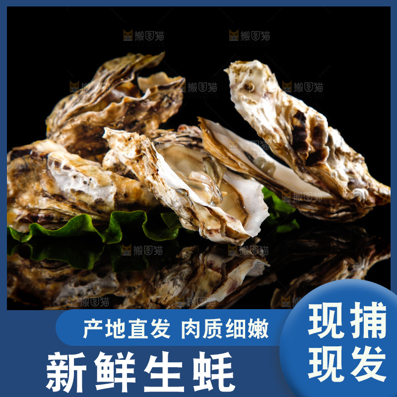 黑底上放着生蚝