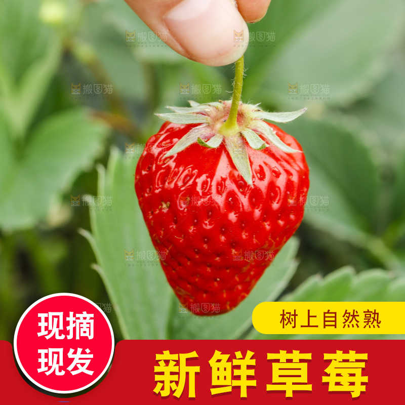 手拿草莓