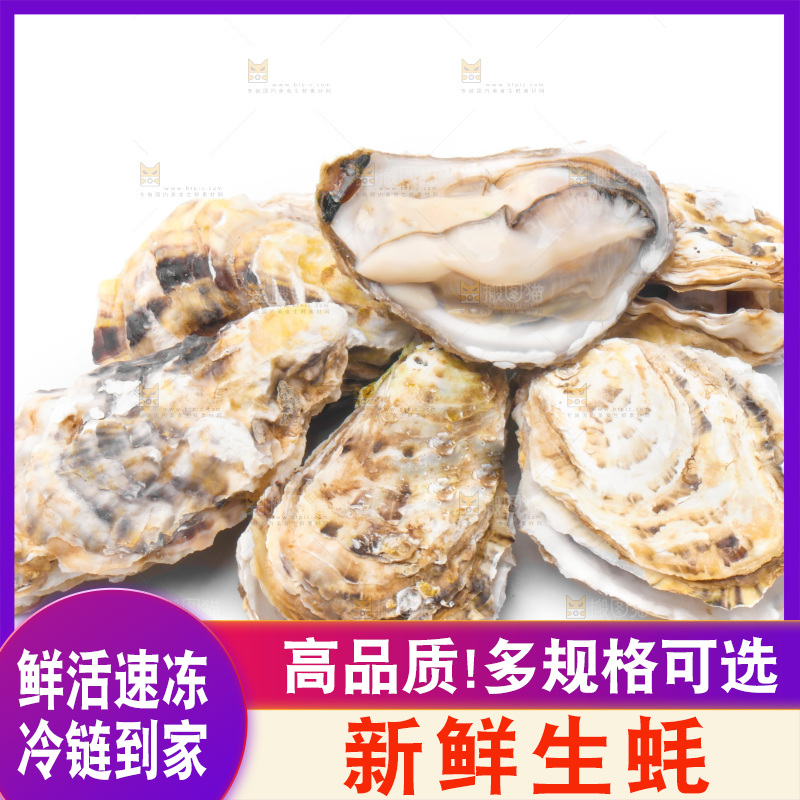浅底上的生蚝