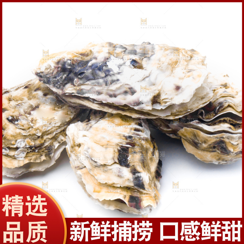 乳山生蚝放在白底上