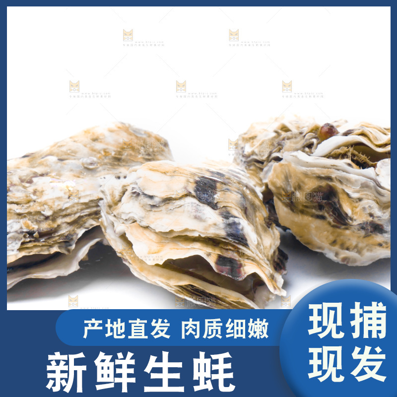 乳山生蚝放在白底上