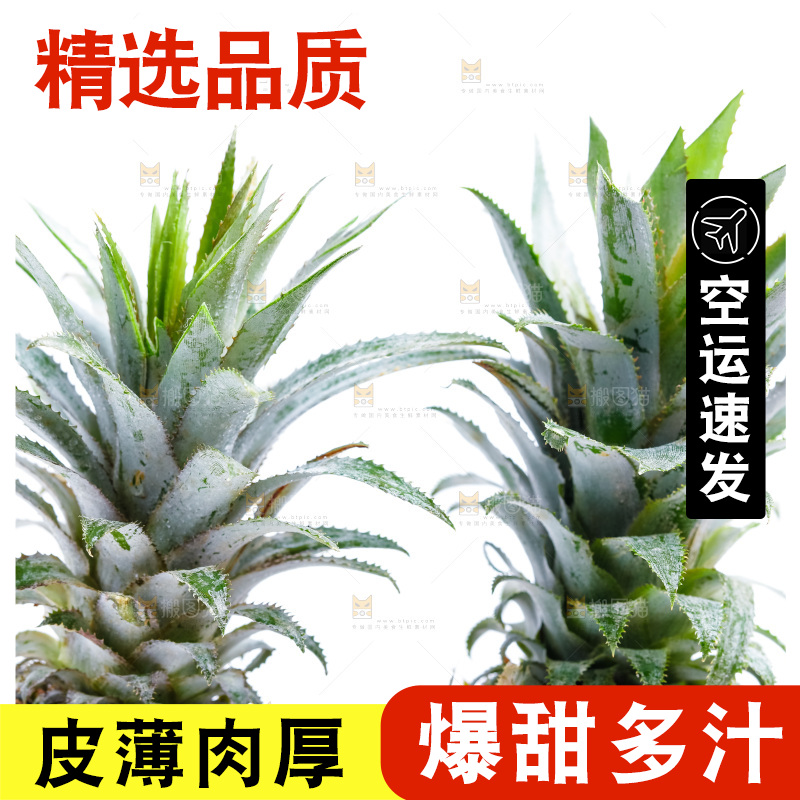 白底上的菠萝