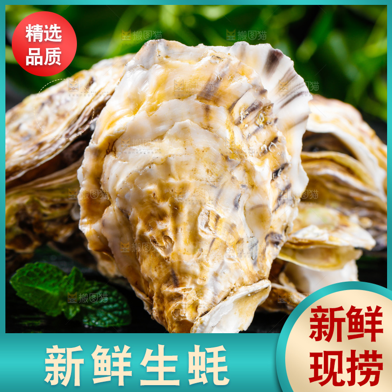 黑底上放着海蛎子