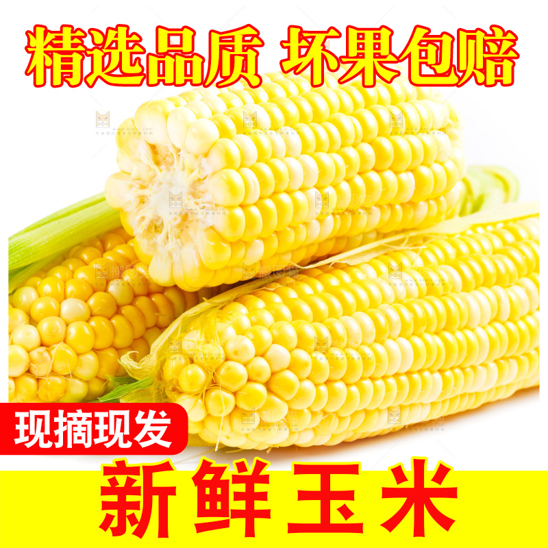 云南水果甜玉米放在白底上