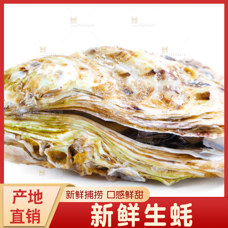 白底上的生蚝