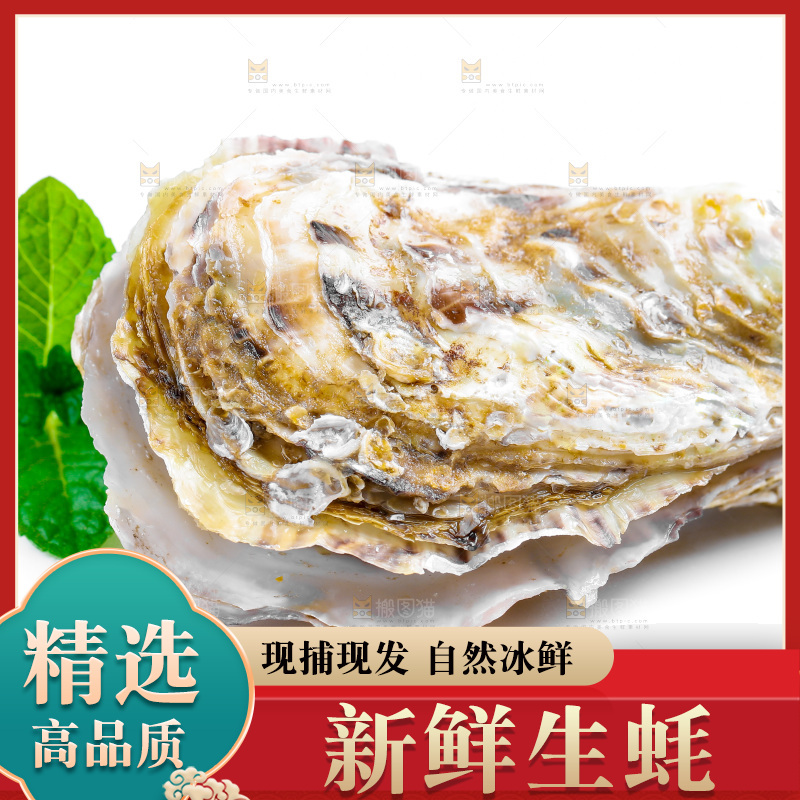 白底上的生蚝