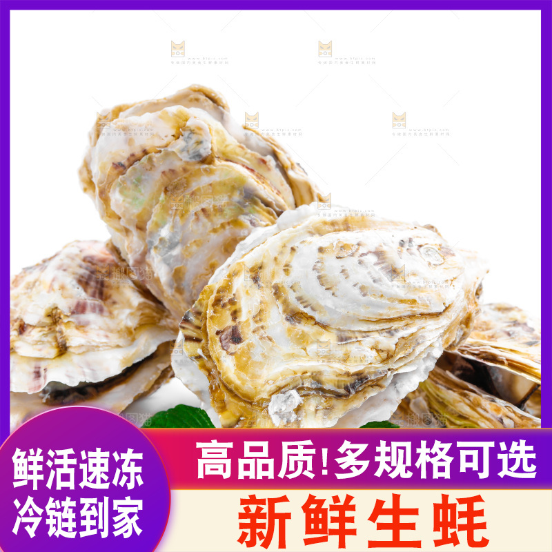 白底上的生蚝