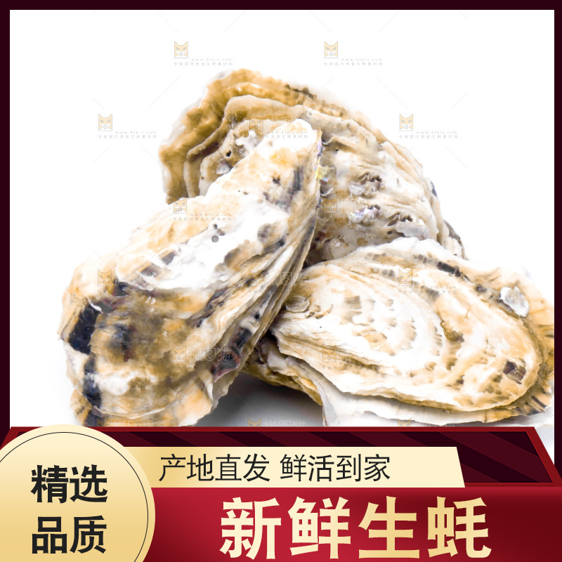 浅底上的海蛎子