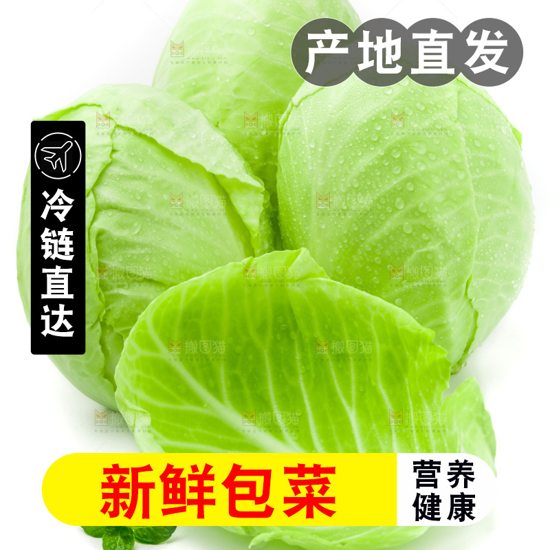 新鲜包菜放在白底上