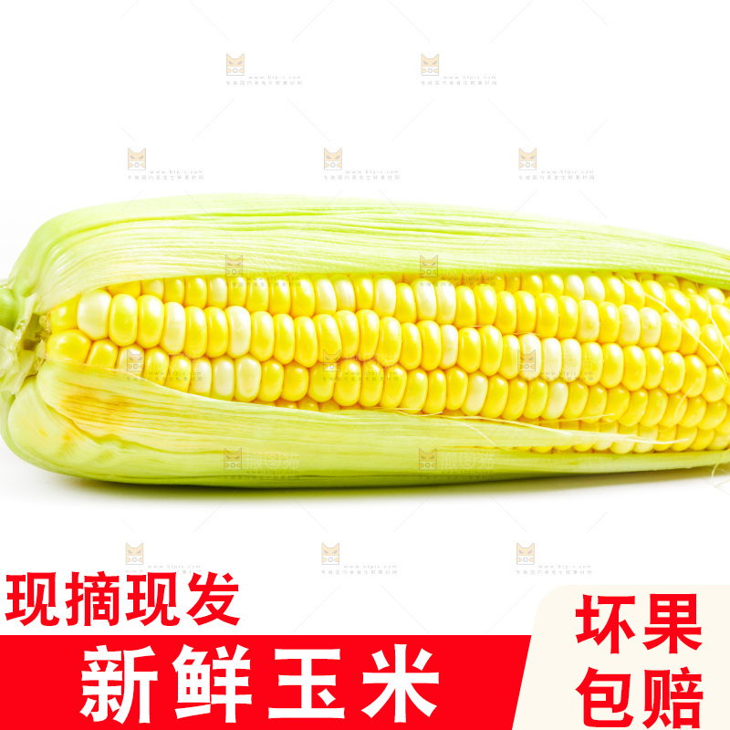 白底上放着新鲜玉米