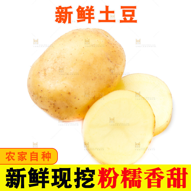 新鲜土豆放在白底上
