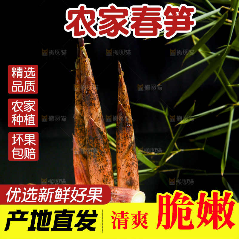 黑底上的春笋