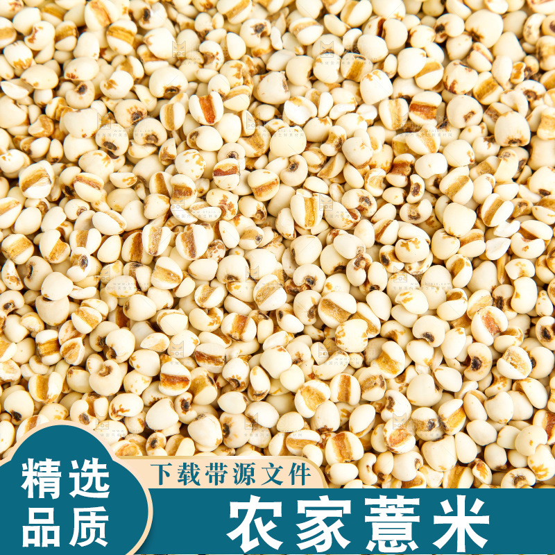 新鲜薏米放在白底上