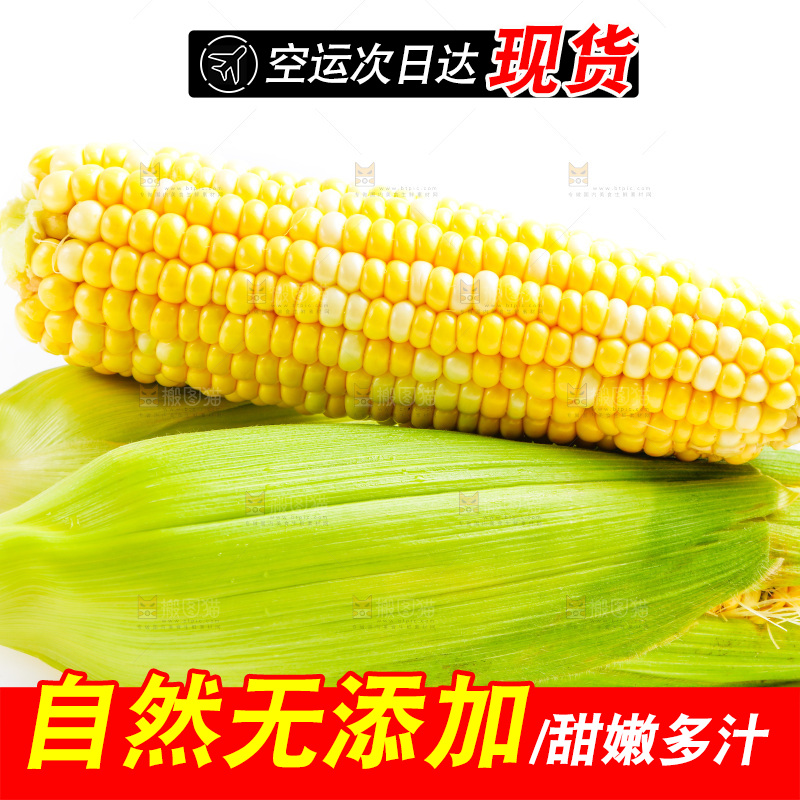 云南水果甜玉米放在白底上