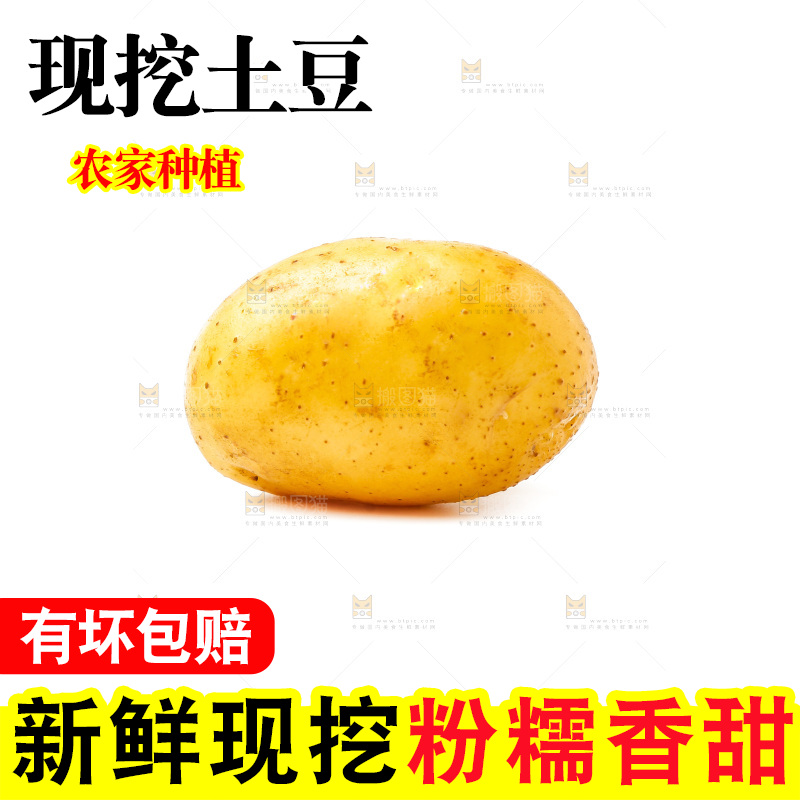 黄心土豆放在白底上
