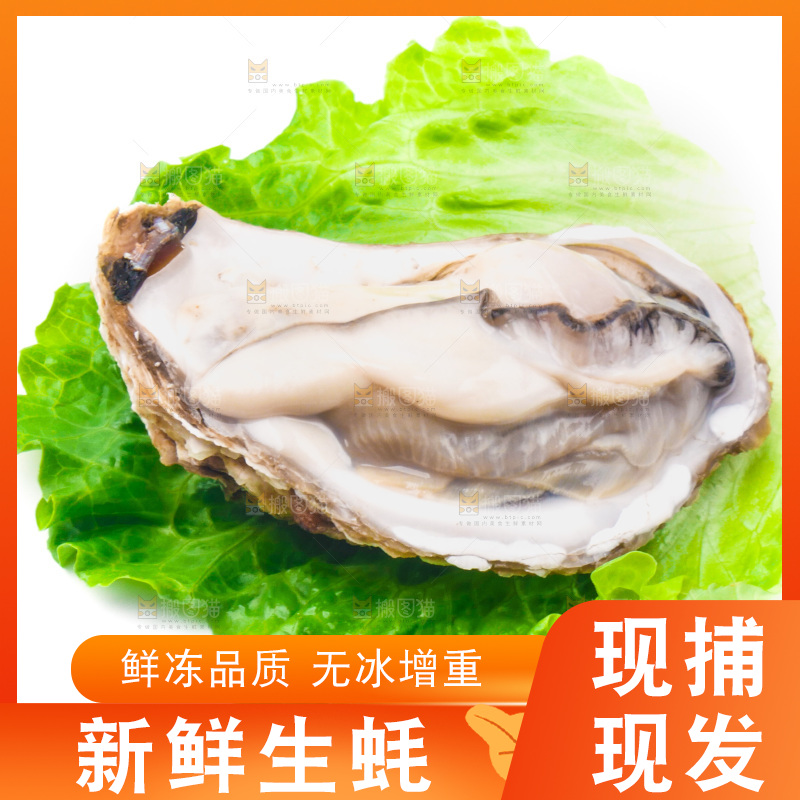 白底上放着乳山生蚝