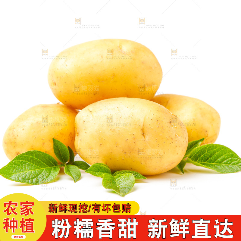 新鲜土豆放在白底上