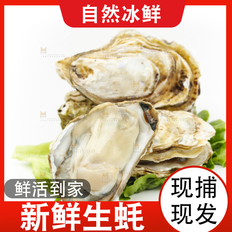 白底上的生蚝