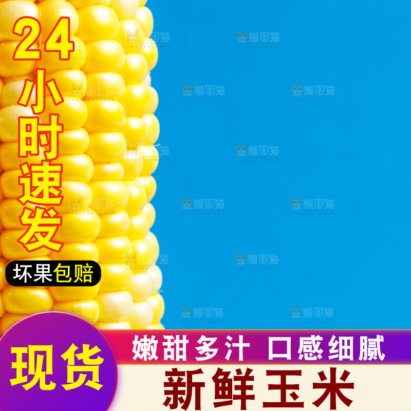 蓝底上的甜玉米