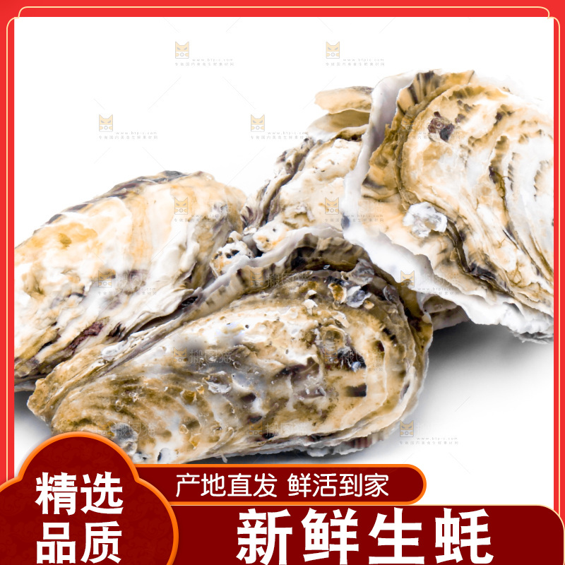 乳山生蚝放在白底上