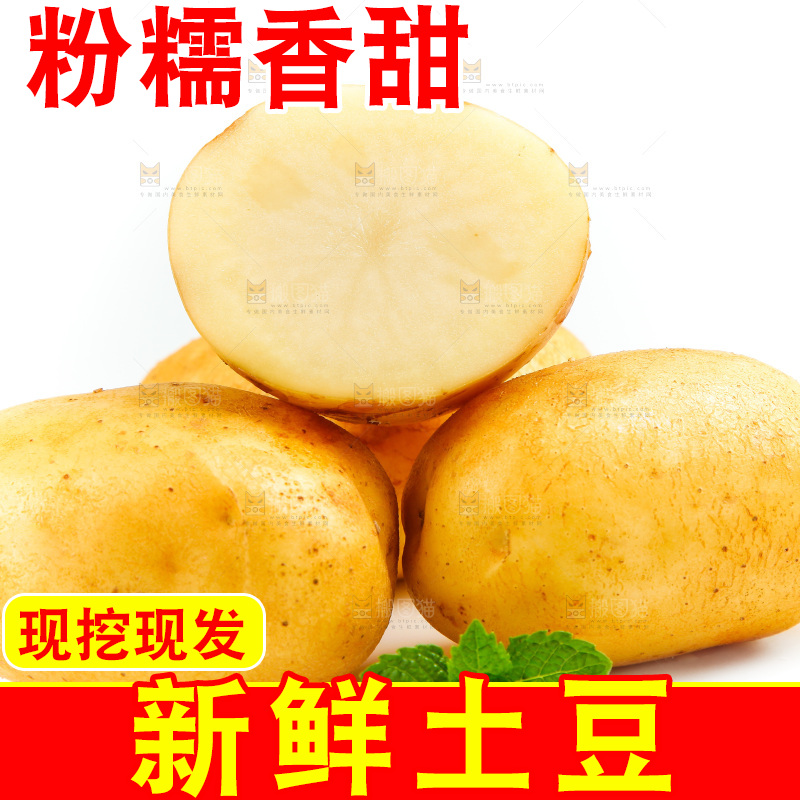 新鲜土豆放在白底上