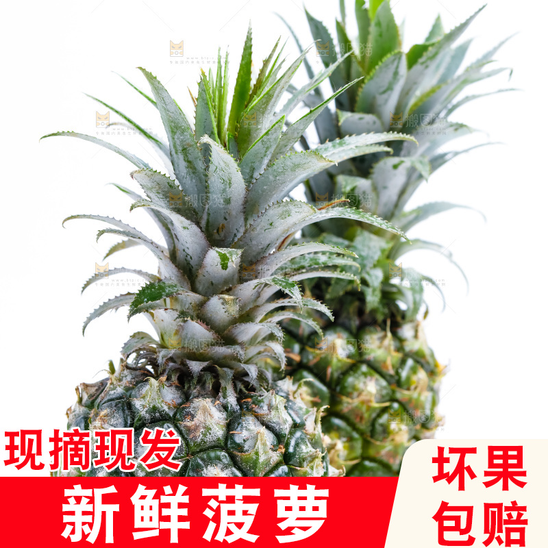 白底上的菠萝