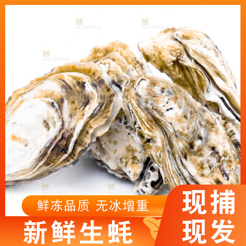 浅底上的海蛎子