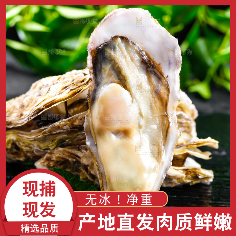 黑底上放着海蛎子