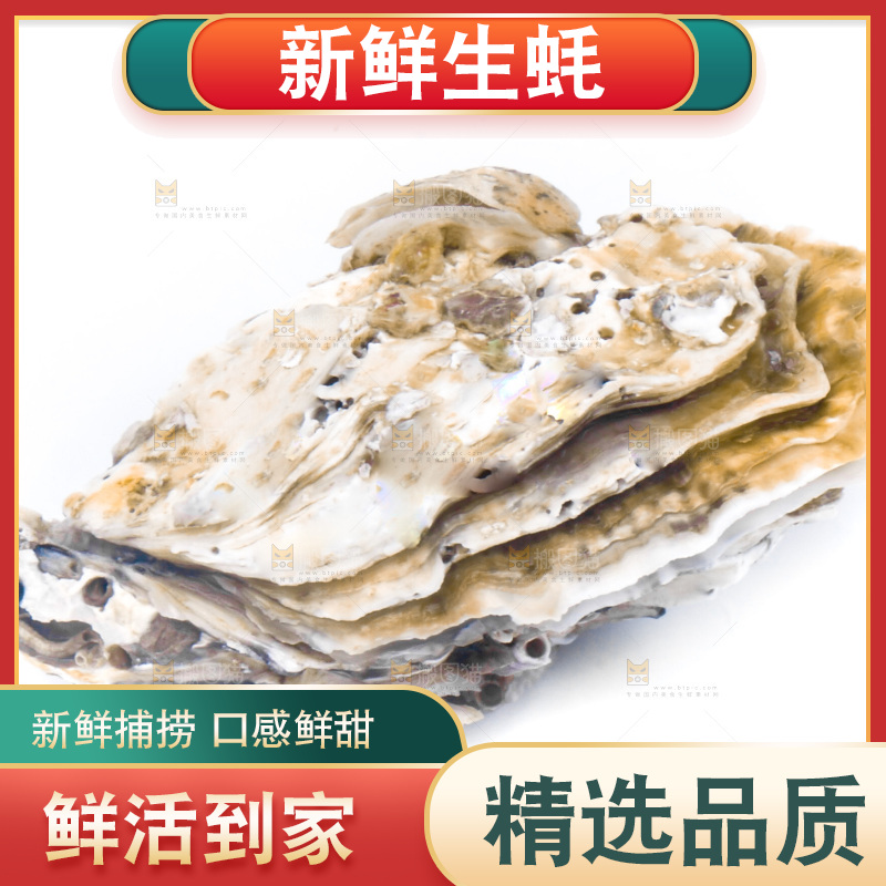 乳山生蚝放在白底上
