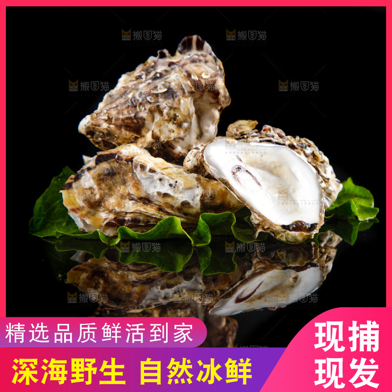 黑底上放着生蚝